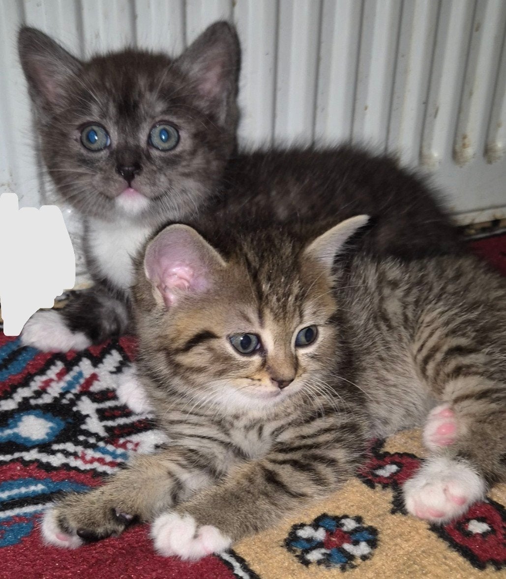 britskorthaar/langhaar kittens tekoop