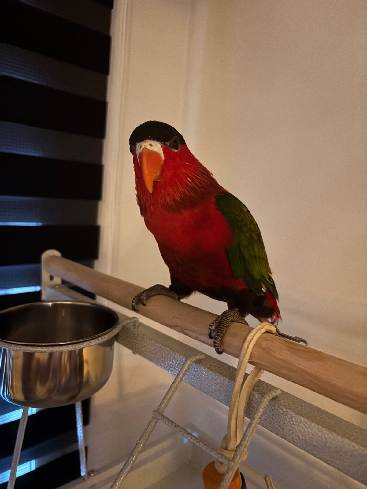 Handtamme purperbuiklori, Dieren en Toebehoren, Vogels | Parkieten en Papegaaien, Mannelijk, Papegaai