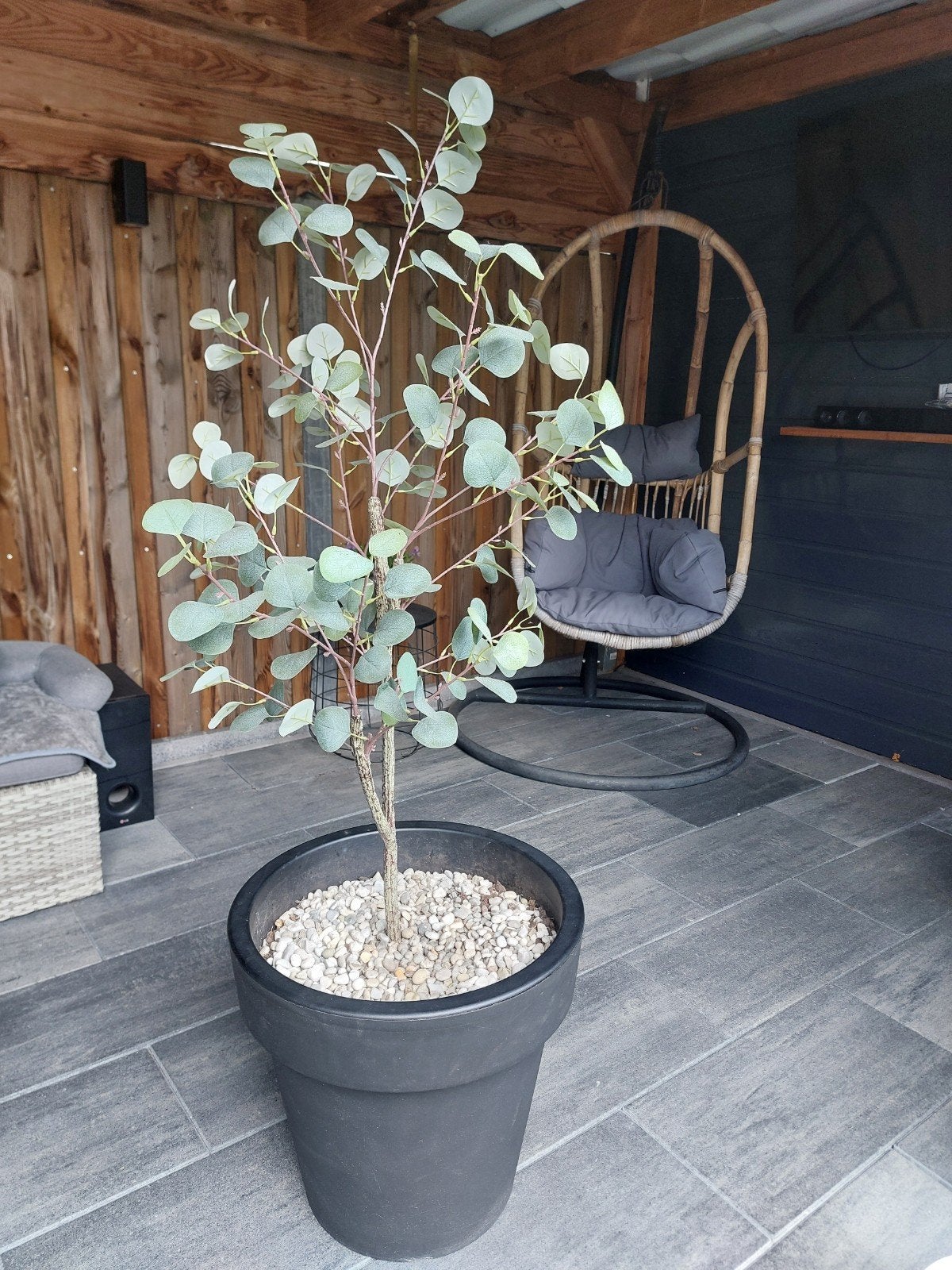 Eucalyptus plant, Ophalen of Verzenden