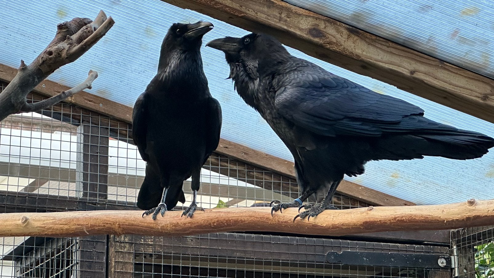 Gezocht! Vrouwelijke Raaf met papieren., Dieren en Toebehoren, Vrouwelijk