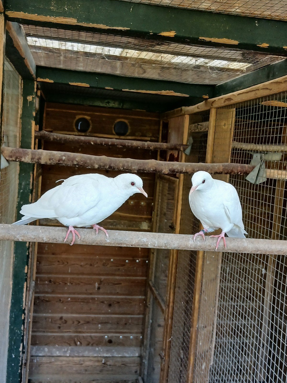 Te koop een jong koppel witte tortels

Orgineel geringd

Ze, Meerdere dieren, Overige soorten
