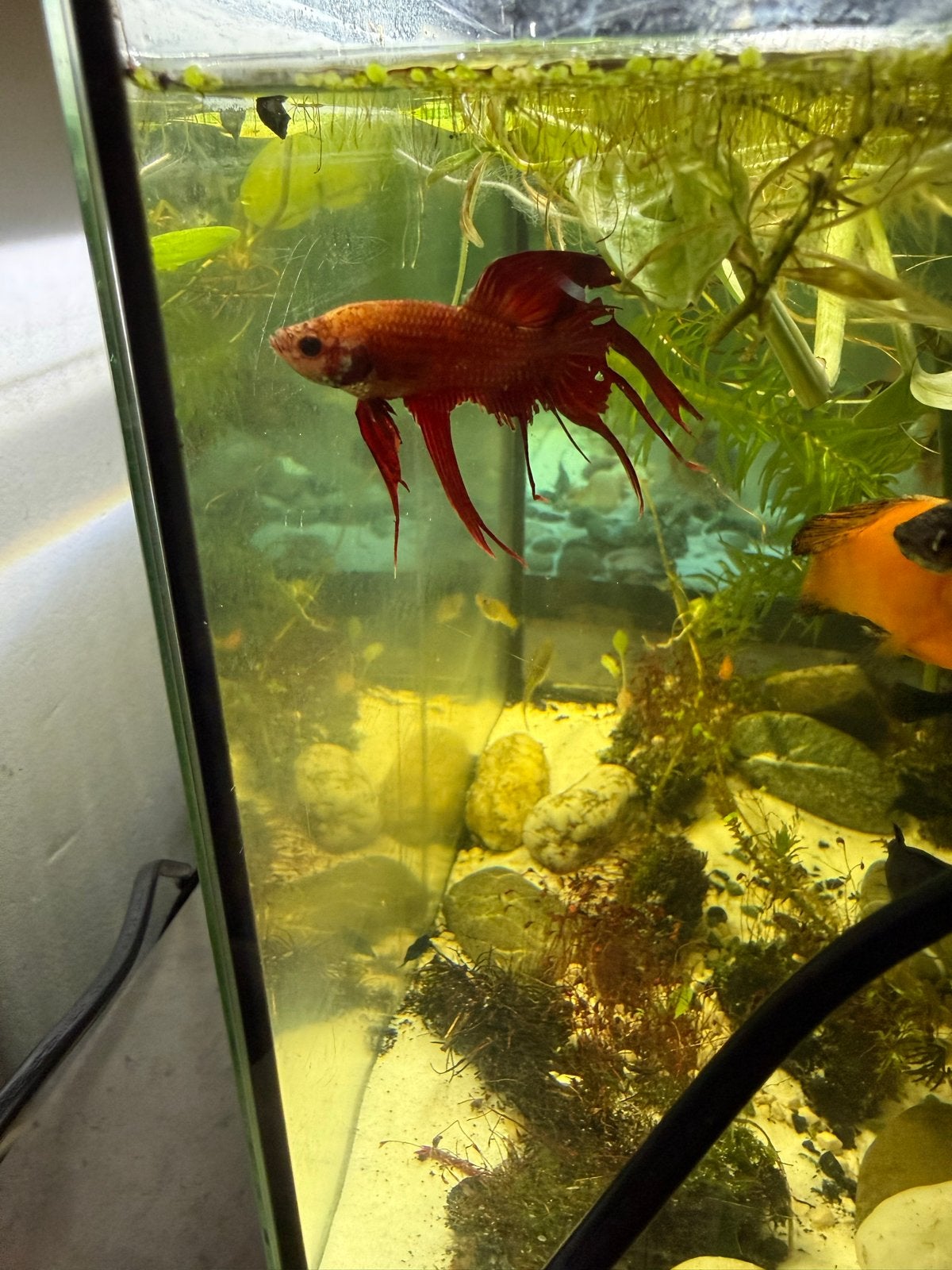 Betta vis, Dieren en Toebehoren