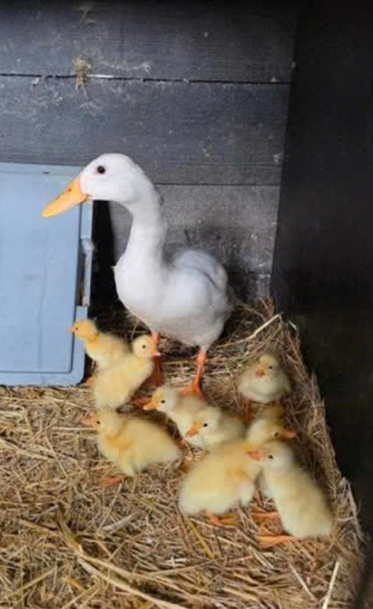 Loopeend kuikens pulletjes, Dieren en Toebehoren, Pluimvee, Geslacht onbekend, Eend