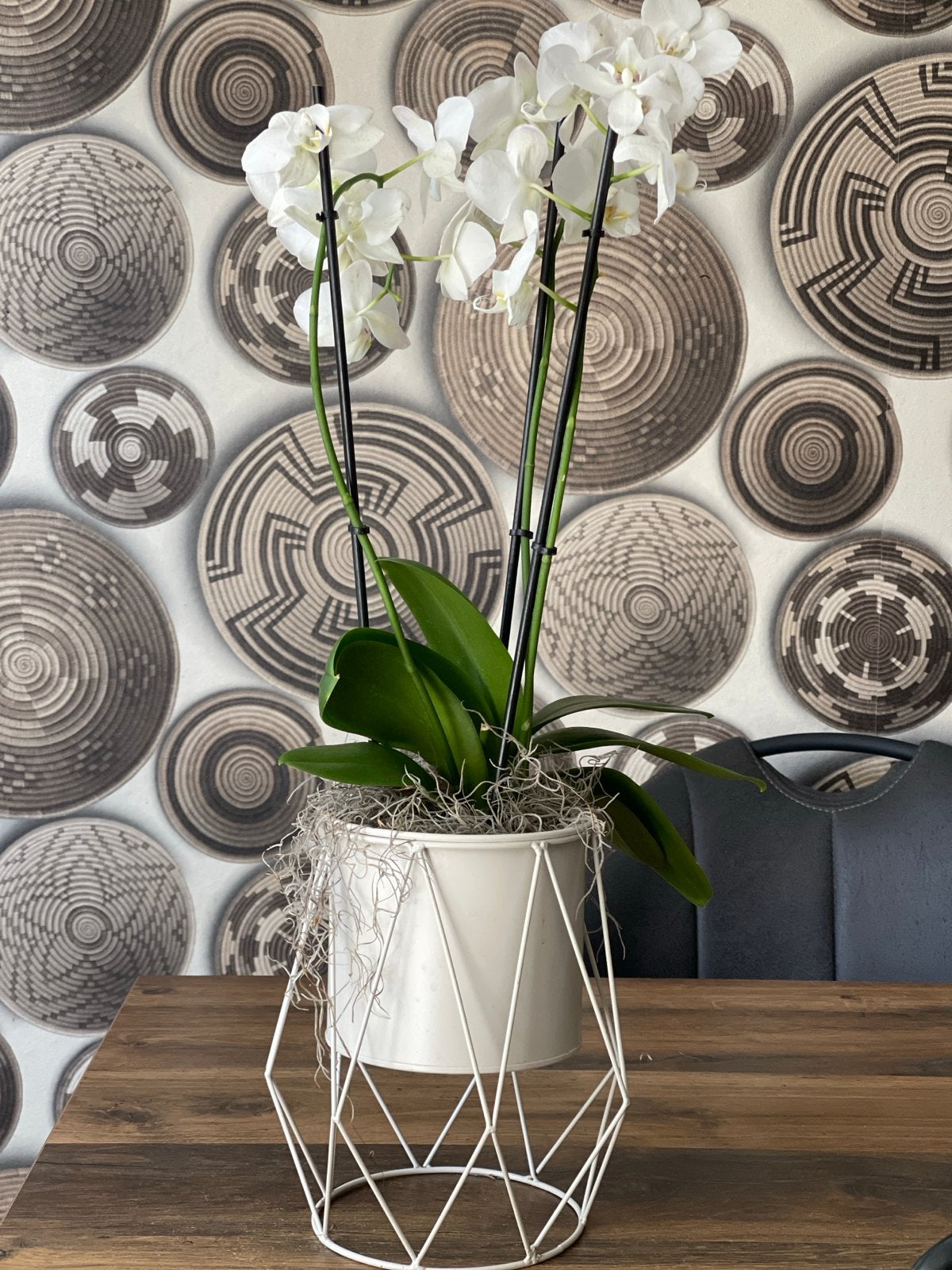 Witte Orchidee in Stijlvolle Pot, Overige soorten, Vaste plant, Ophalen of Verzenden, Halfschaduw