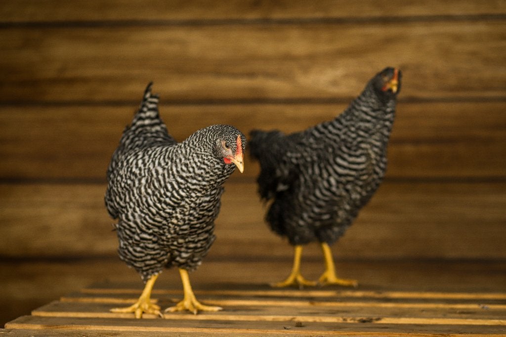 Amrock groot | Gezonde kippen | Passend advies, Dieren en Toebehoren, Pluimvee, Vrouwelijk, Kip