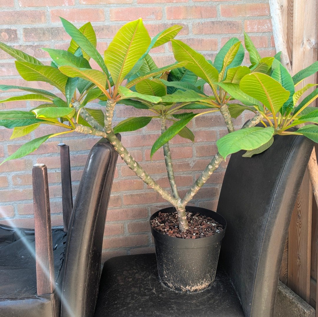 Flinke Plumeria (bloem kleur onbekend), Tuin en Terras, Ophalen, Overige soorten, Volle zon