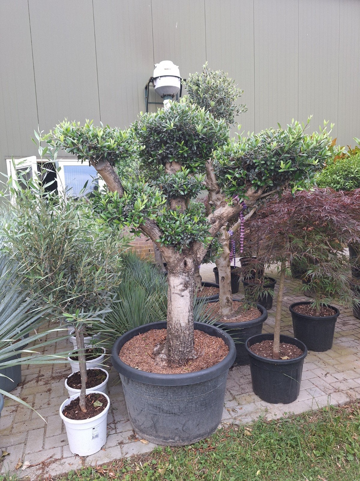 Olea europaea olijfboom pompon, 100 tot 250 cm, Olijfboom, Zomer, Ophalen