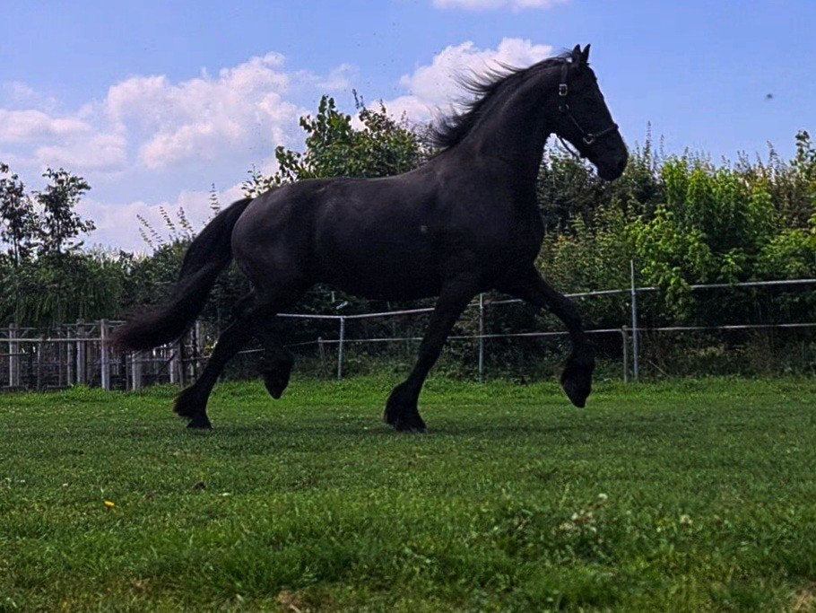 2x Drachtige Friese Stermerrie + veulens. Volpapier! Fries, Meerdere dieren, Dressuurpaard, Met stamboom, 0 tot 2 jaar