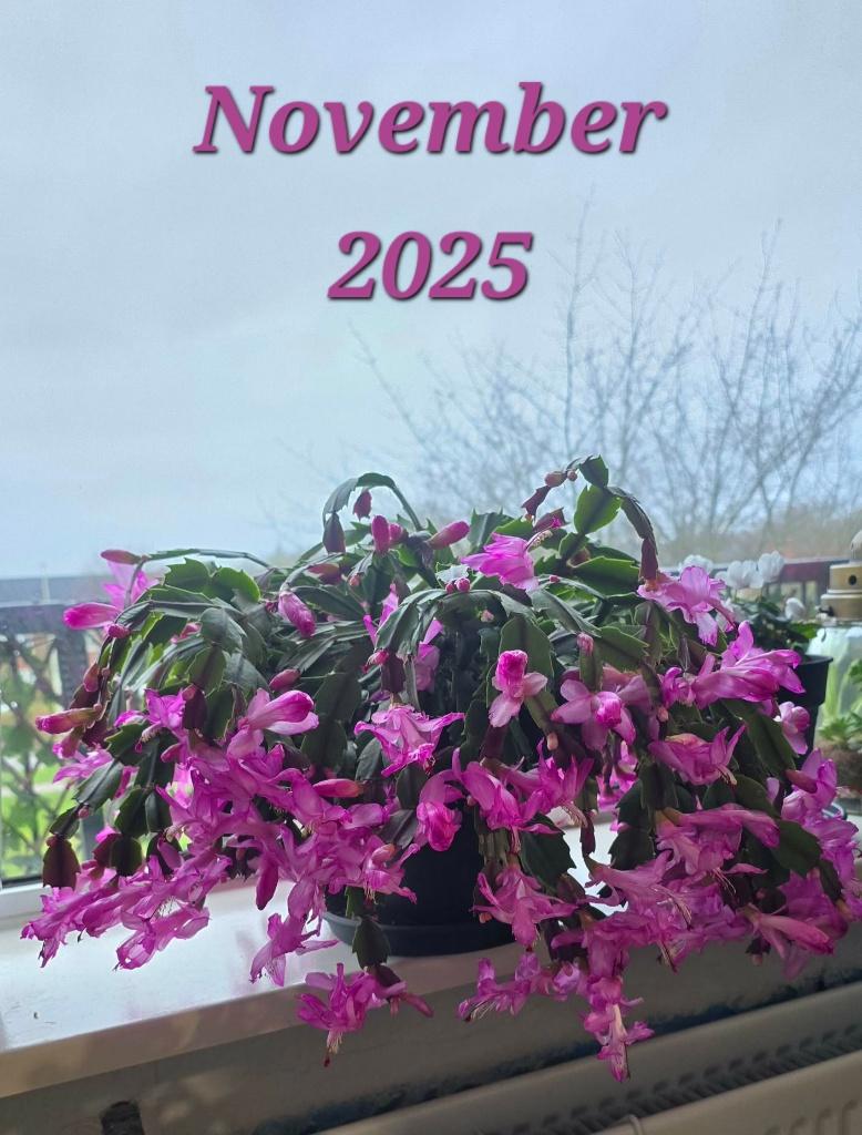 Schlumbergera Plant, Ophalen, Cactus, Minder dan 100 cm, Bloeiende kamerplant