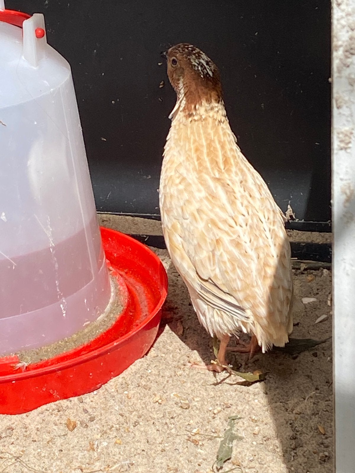 Mooie kwartel haan, Dieren en Toebehoren, Ophalen of Verzenden, Zo goed als nieuw