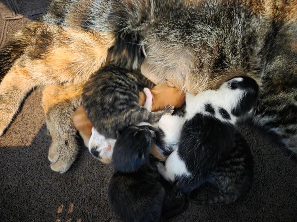 Nog 2 prachtige poesjes, Dieren en Toebehoren, Katten en Kittens | Overige Katten, Poes