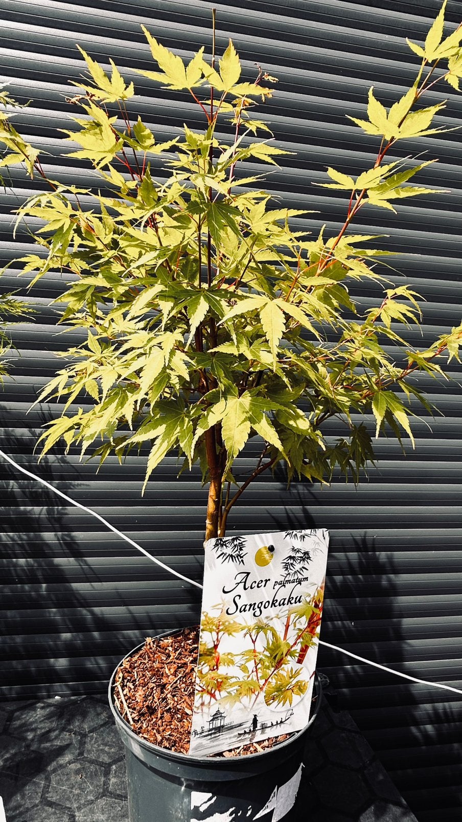 Acer palmatum Sangokaku - Japanse esdoorn, Tuin en Terras, Planten | Tuinplanten, Vaste plant, Bloeit niet, Halfschaduw, Ophalen