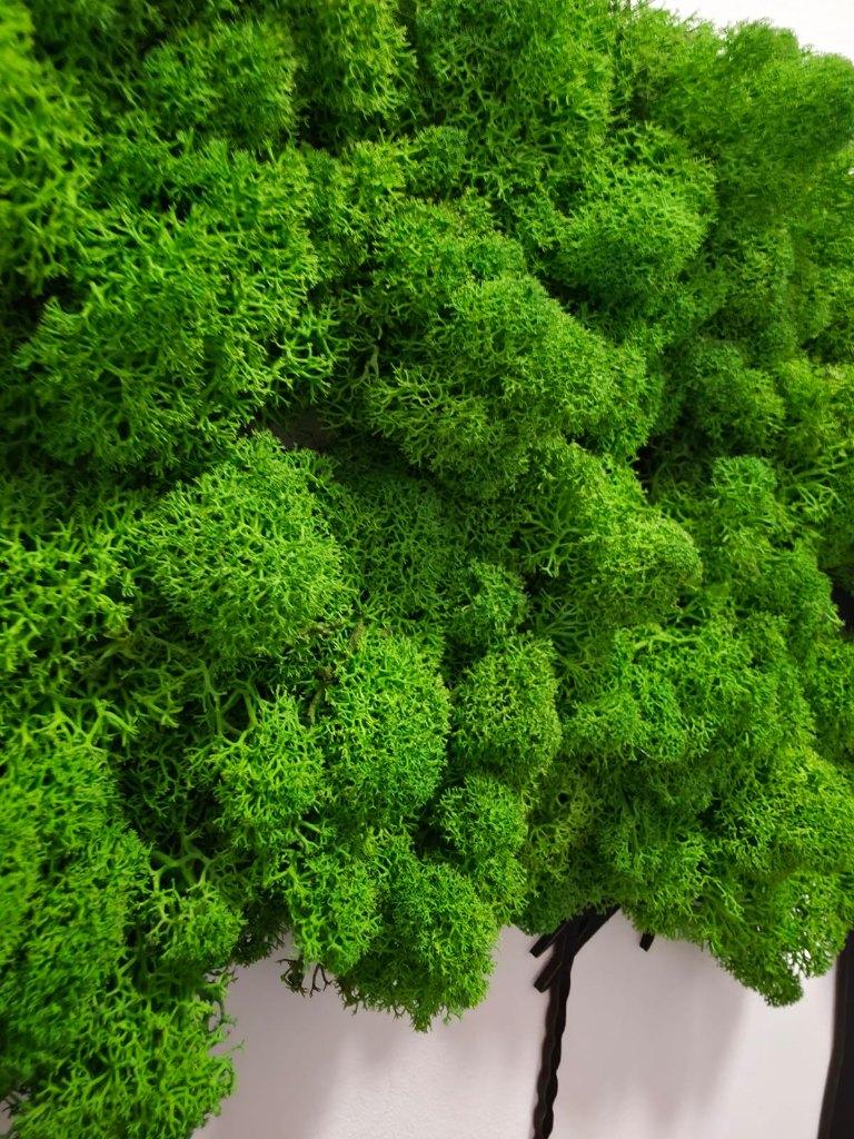 Mosschilderij Acacia - - Actie -15% met code KORT15, Huis en Inrichting, Groen, Nieuw, Ophalen of Verzenden, 5311EN