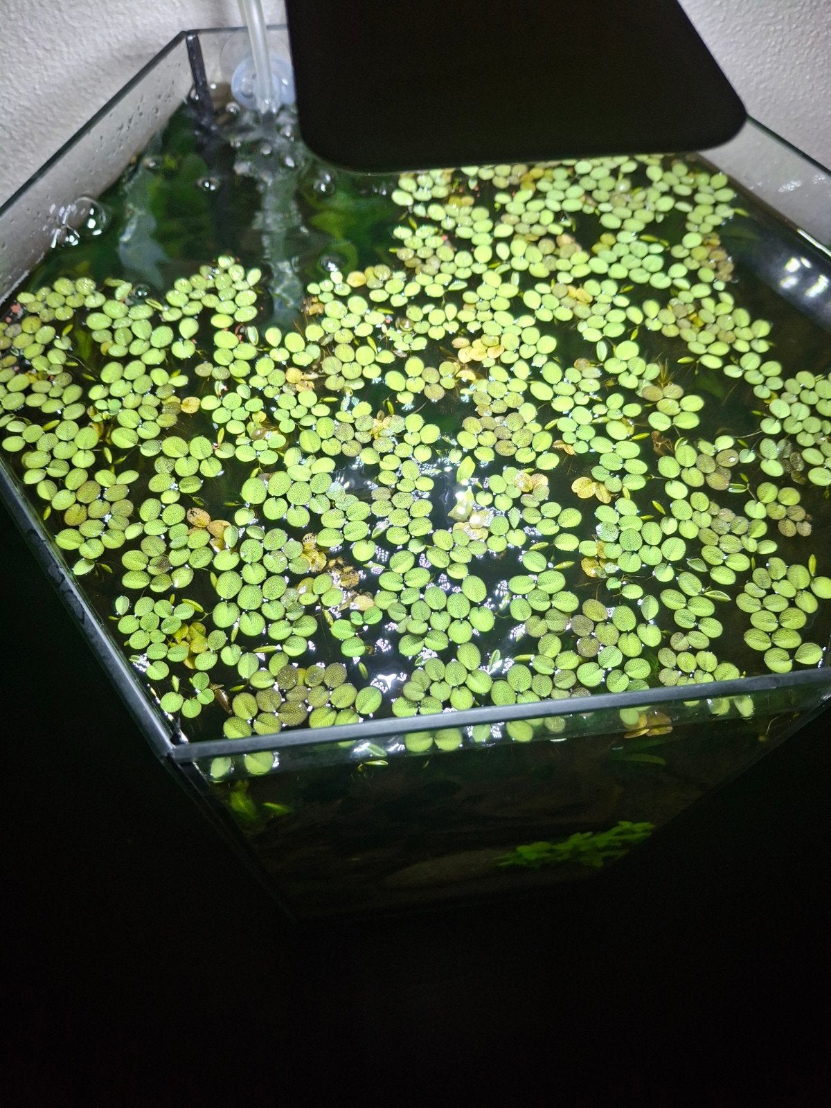 Gratis paar guppen en drijfplanten, Dieren en Toebehoren, Ophalen, Plant(en), Steen of Hout