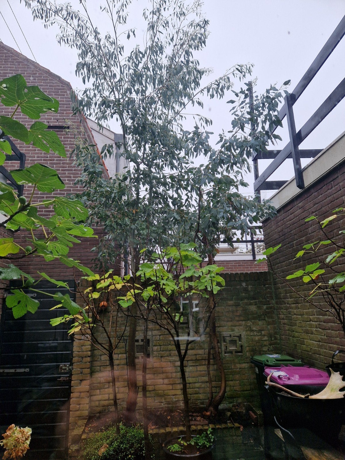 2 eucalyptus bomen, Ophalen, Volle zon, Overige soorten, 400 cm of meer