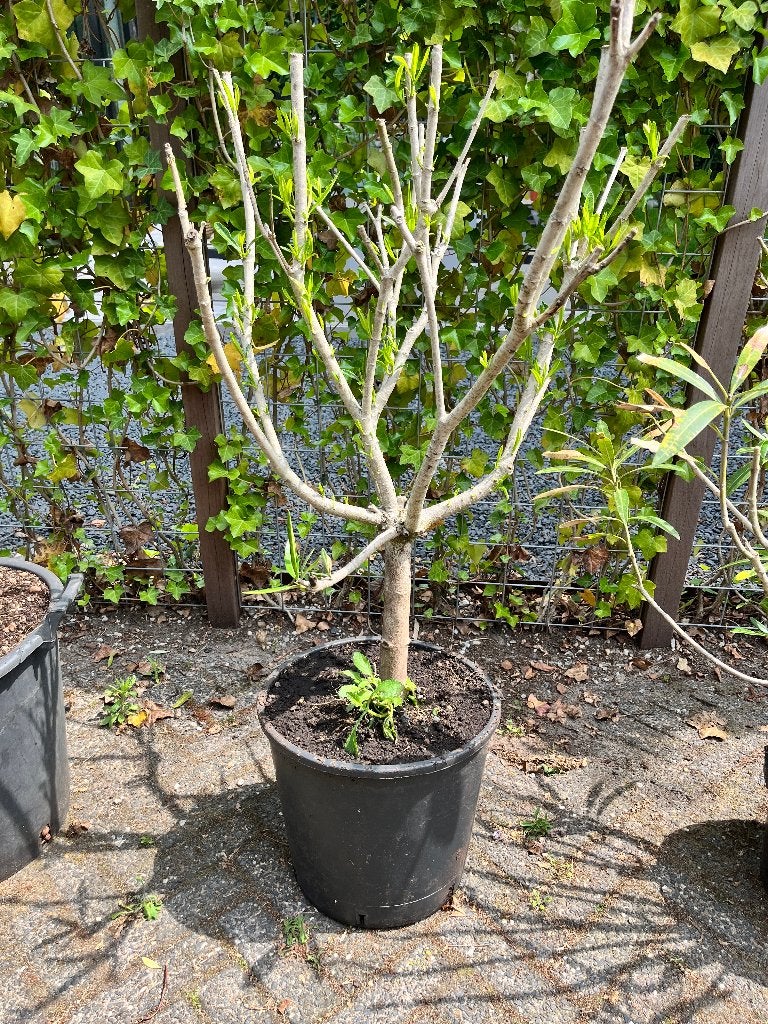 Witte Oleander op stam | Ca. 110 cm Hoog in kweekpot, Tuin en Terras, Planten | Tuinplanten, Vaste plant, Overige soorten, Volle zon