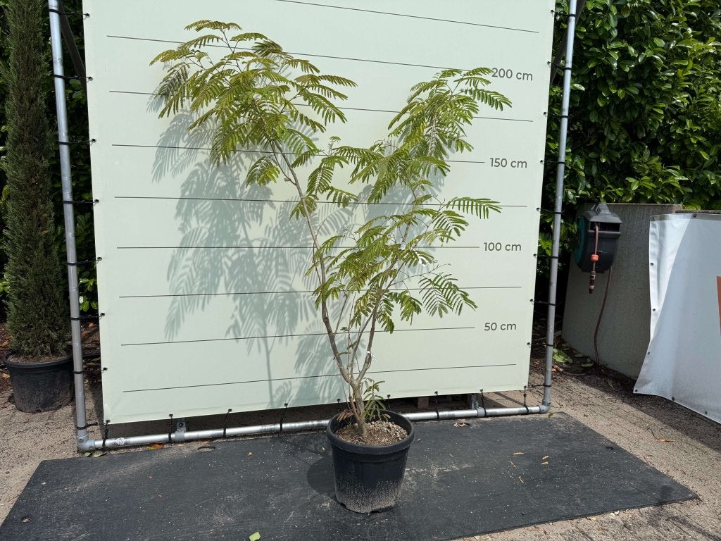 Perzische slaapboom 220cm | Albizia | Meerstammig, Tuin en Terras, In pot, Halfschaduw, 100 tot 250 cm, Zomer