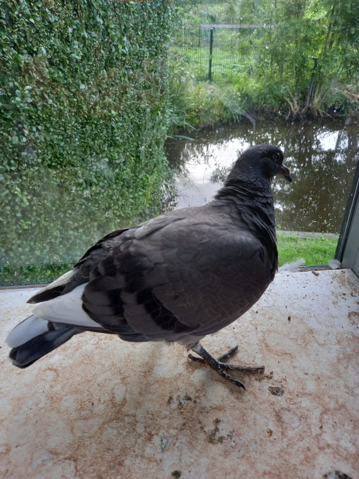 zware bastaard pieper., Dieren en Toebehoren, Mannelijk, Kropper