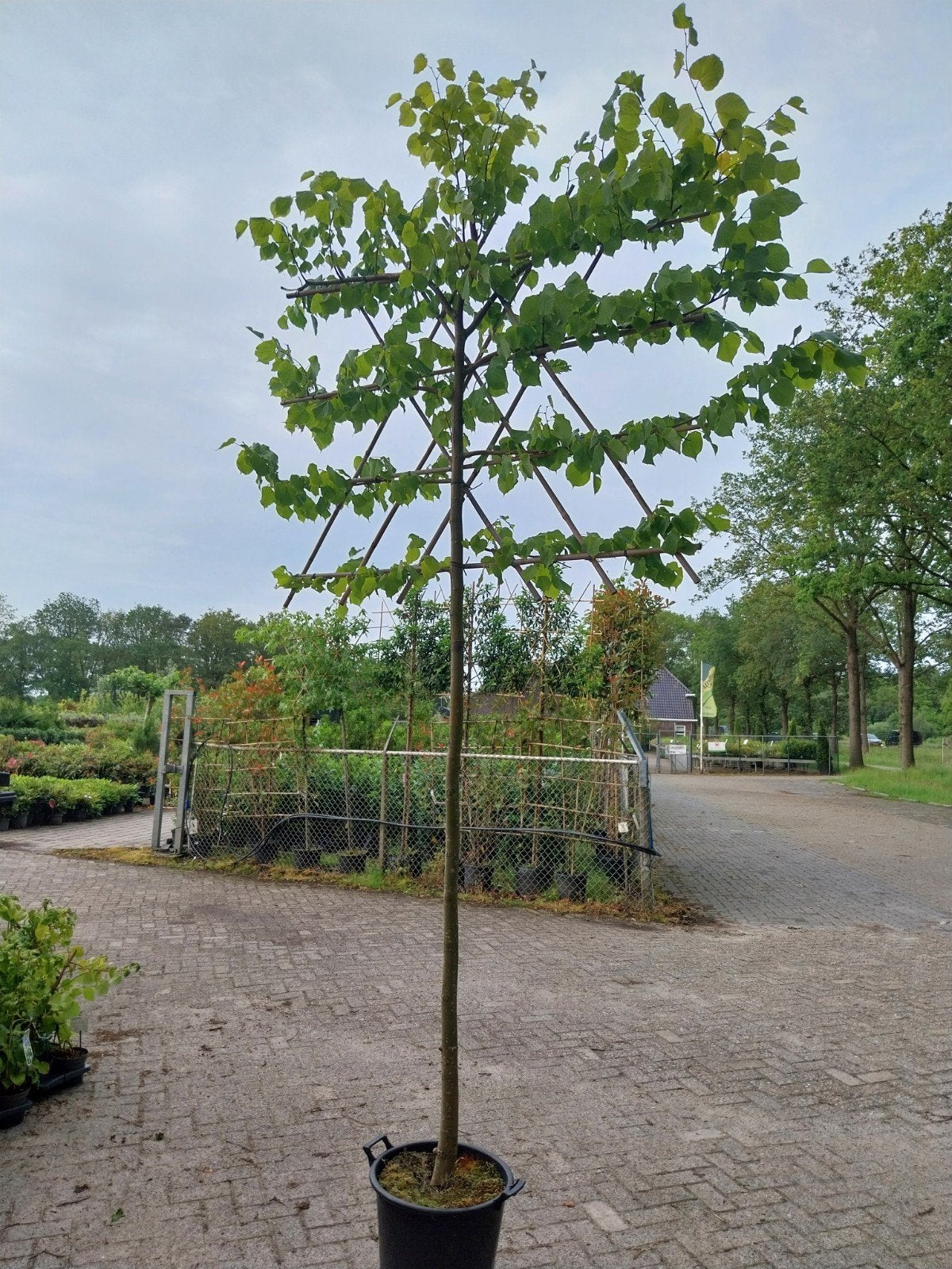 Leilinde Tilia Europaea Pallida - Prachtige Leiboom, Leiboom, Ophalen of Verzenden, 250 tot 400 cm, Zomer