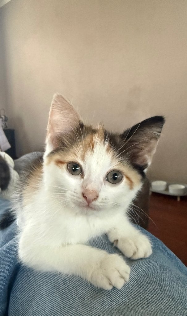 Kittens, Dieren en Toebehoren, Meerdere dieren