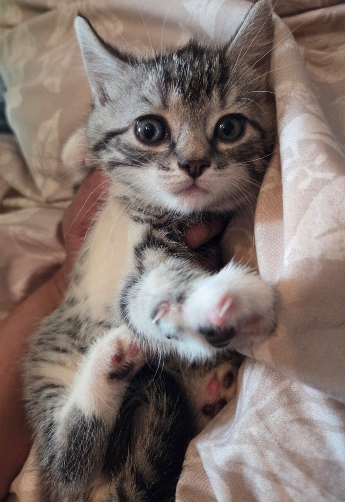 Britse korthaar mix met europees langhaar, Dieren en Toebehoren, Katten en Kittens | Raskatten | Korthaar, Geslacht onbekend, Ontwormd