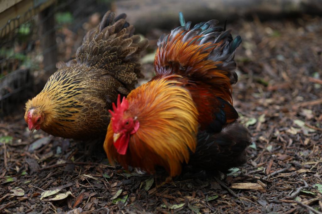 Broedeieren cochin goudpatrijs, Dieren en Toebehoren, Pluimvee, Geslacht onbekend, Kip