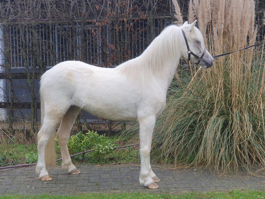 Prachtige palomino merrie, Dieren en Toebehoren, Merrie