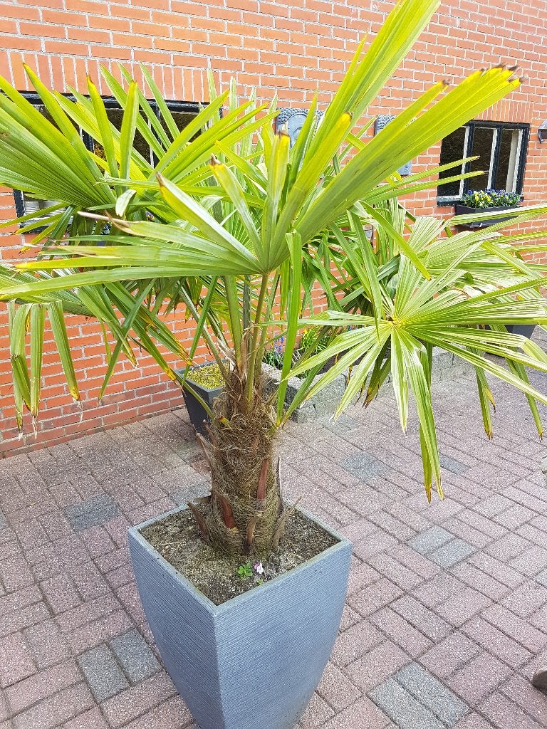 Trachycarpus Fortunei    AANBIEDING (3 halen 2 betalen), Vaste plant, Halfschaduw, Zomer, Ophalen