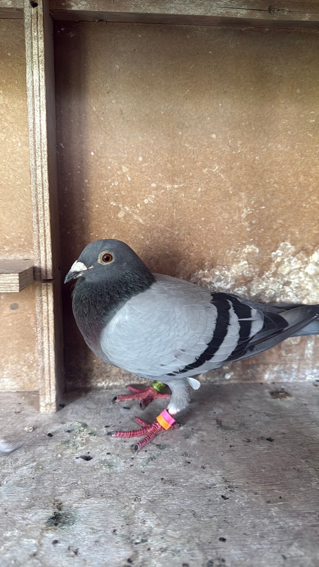 Duivin 393, Dieren en Toebehoren, Vogels | Duiven, Vrouwelijk, Postduif