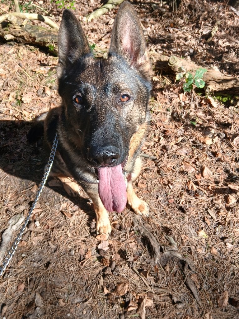 Duitse herder uit werklijn, Reu, 1 tot 2 jaar, Eén hond, CDV (hondenziekte)