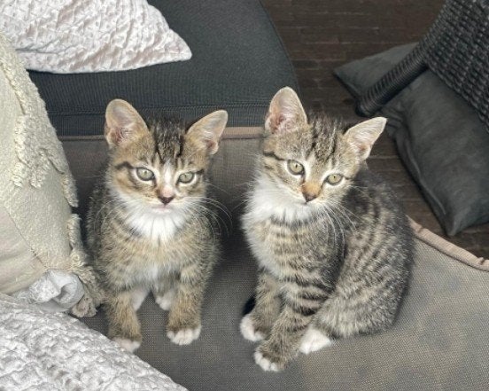 Kittens prachtig getekend, Meerdere dieren