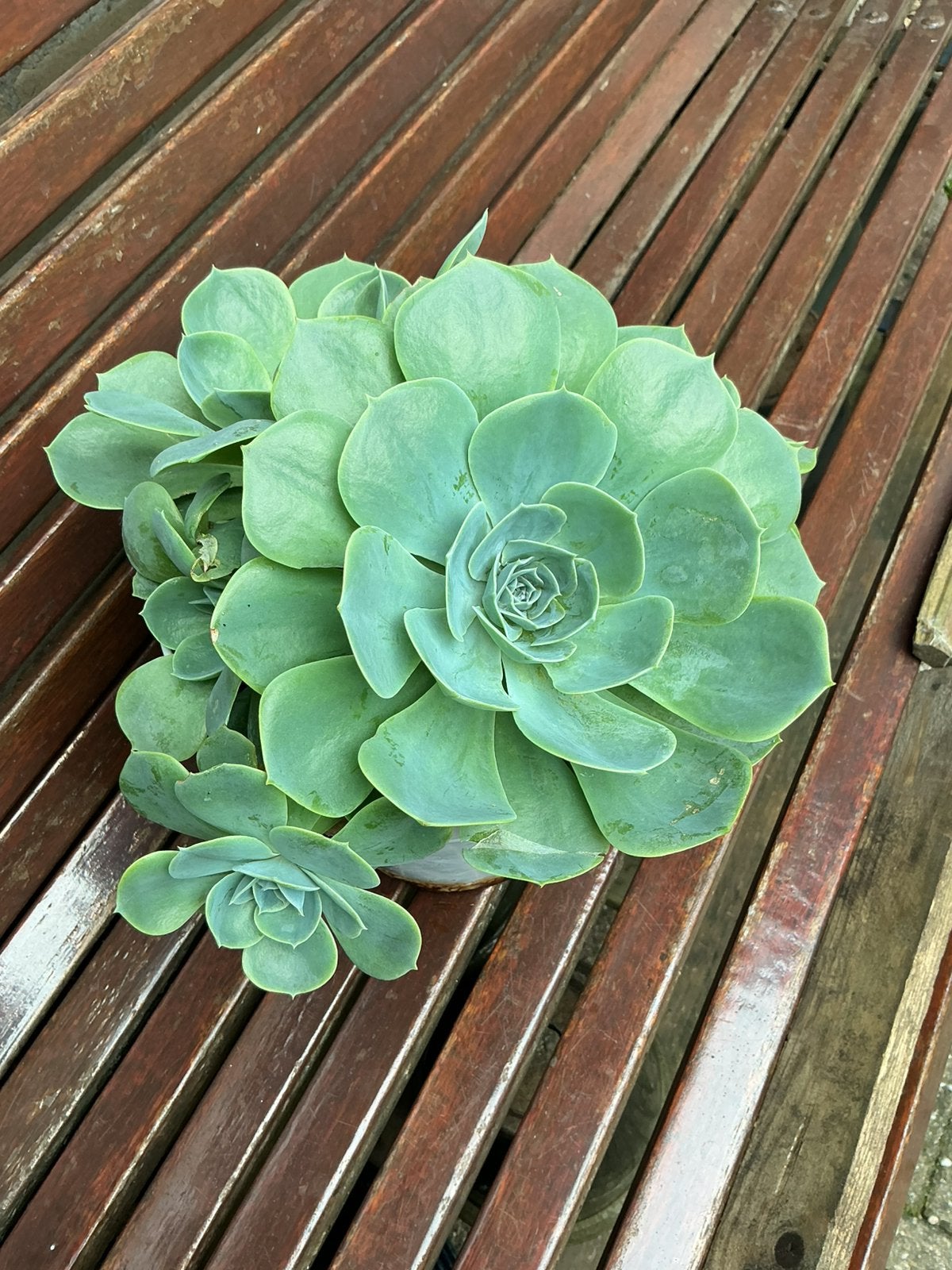 Mooie grote vetplant, Tuin en Terras, Volle zon, Vaste plant, Zomer, Ophalen