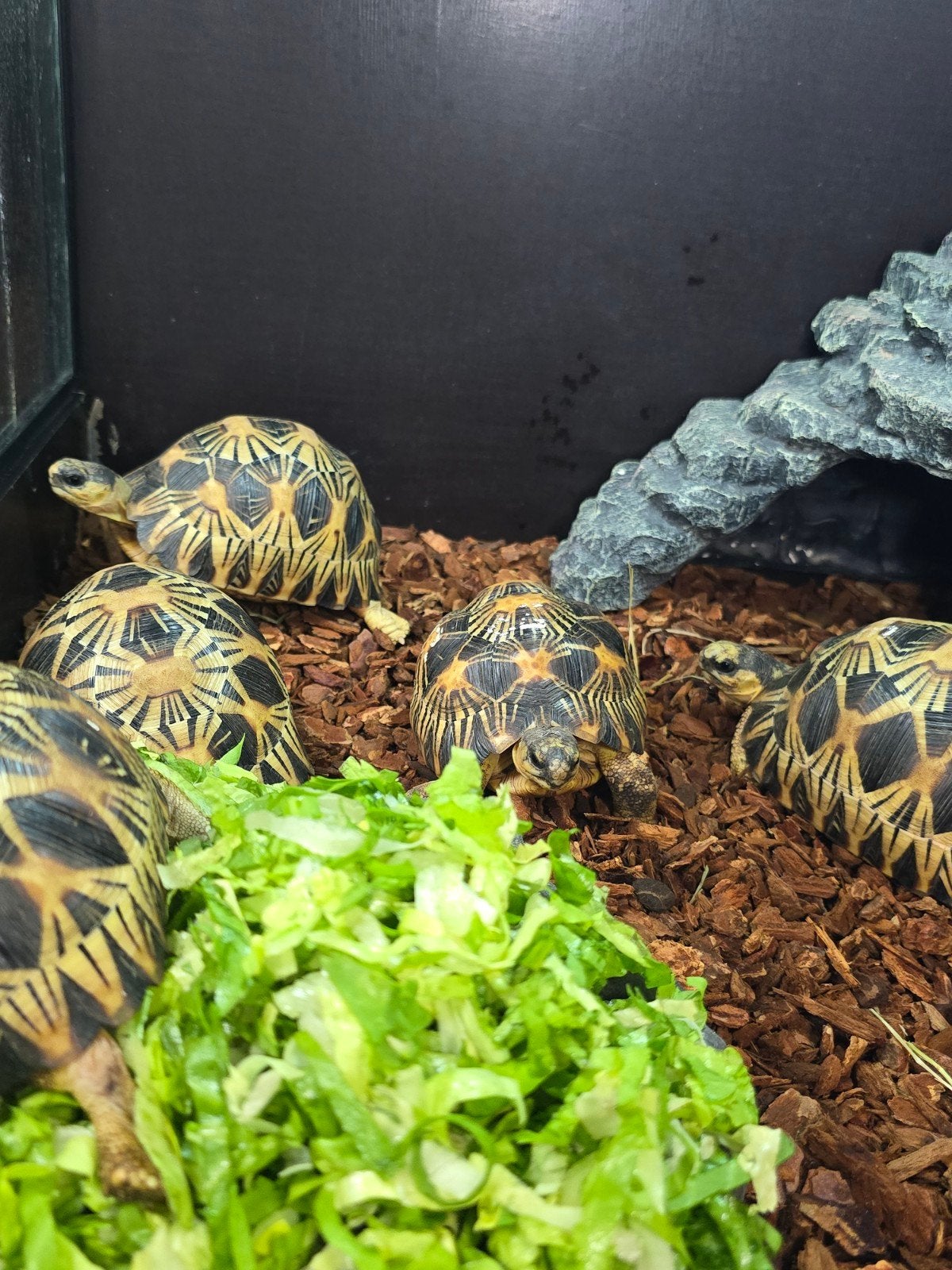 Prachtige stralenschildpadden (Astrochelys radiata) Tortoise photo 8