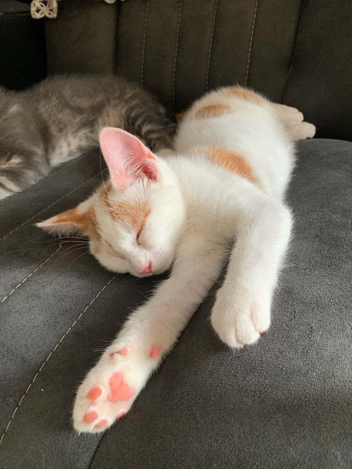 Mooi witte kitten bijne 12 weken, Poes