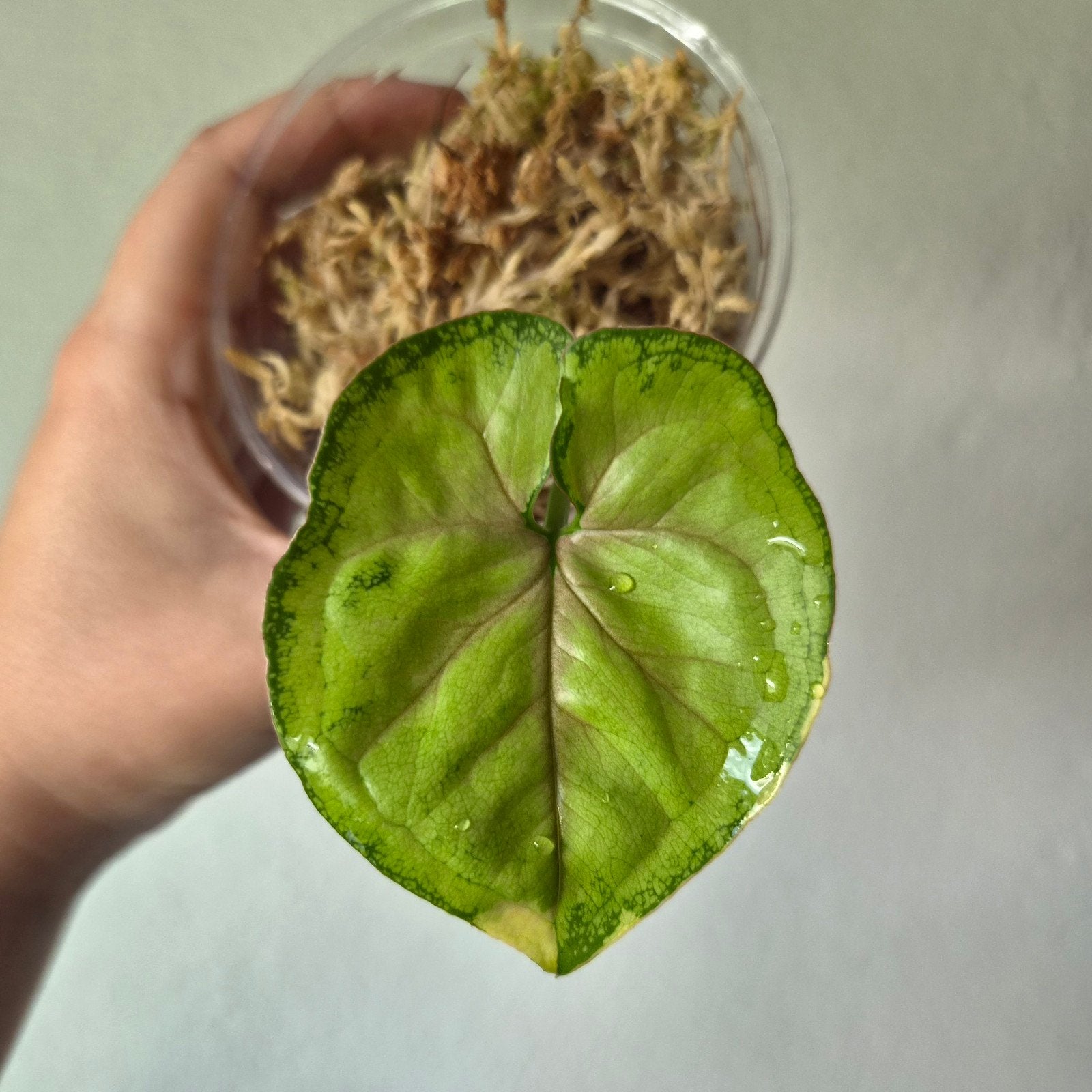 Syngonium Mango Allusion variegated, Ophalen of Verzenden