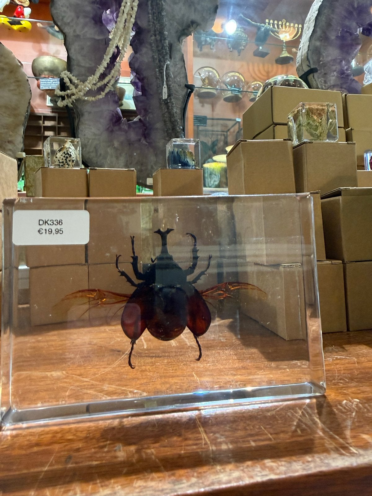 Opgezette neushoornkever in acrylblok - DK336, Ophalen, Zo goed als nieuw, Insect, Opgezet dier