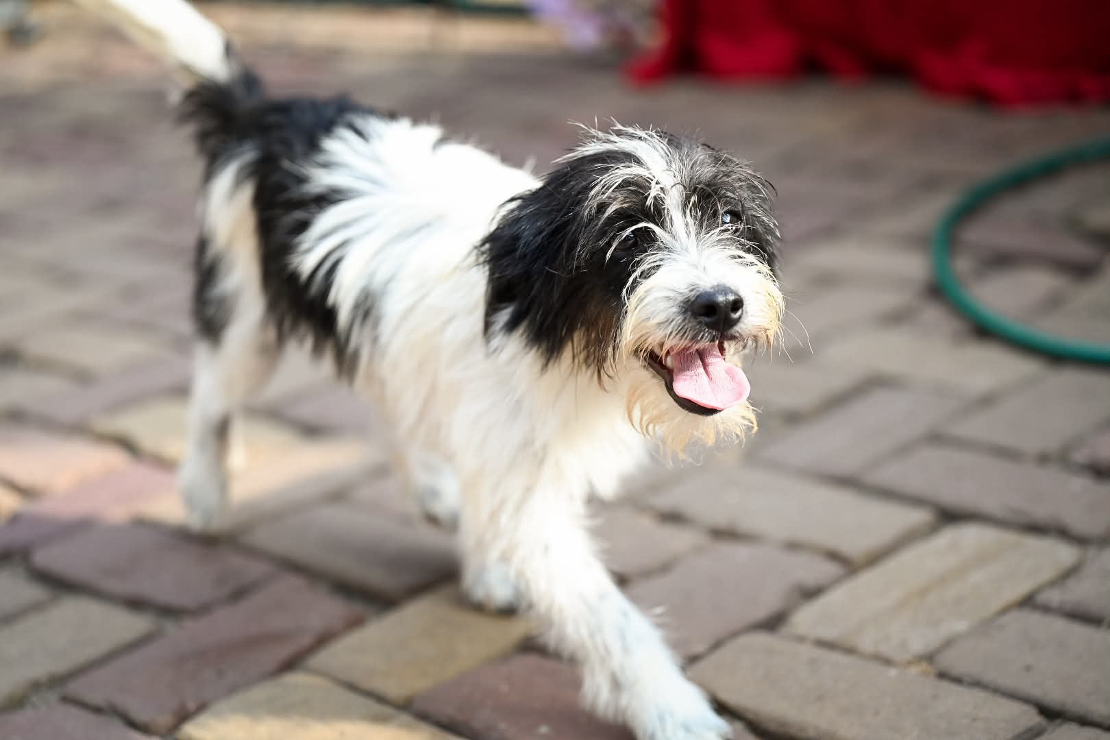 Jack, klein boomer mix reutje gecastreerd 7 maanden, Particulier, 15 weken tot 1 jaar, Buitenland, Parvo