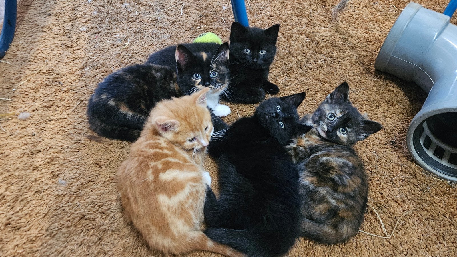 Jonge poesjes , kittens, Poes