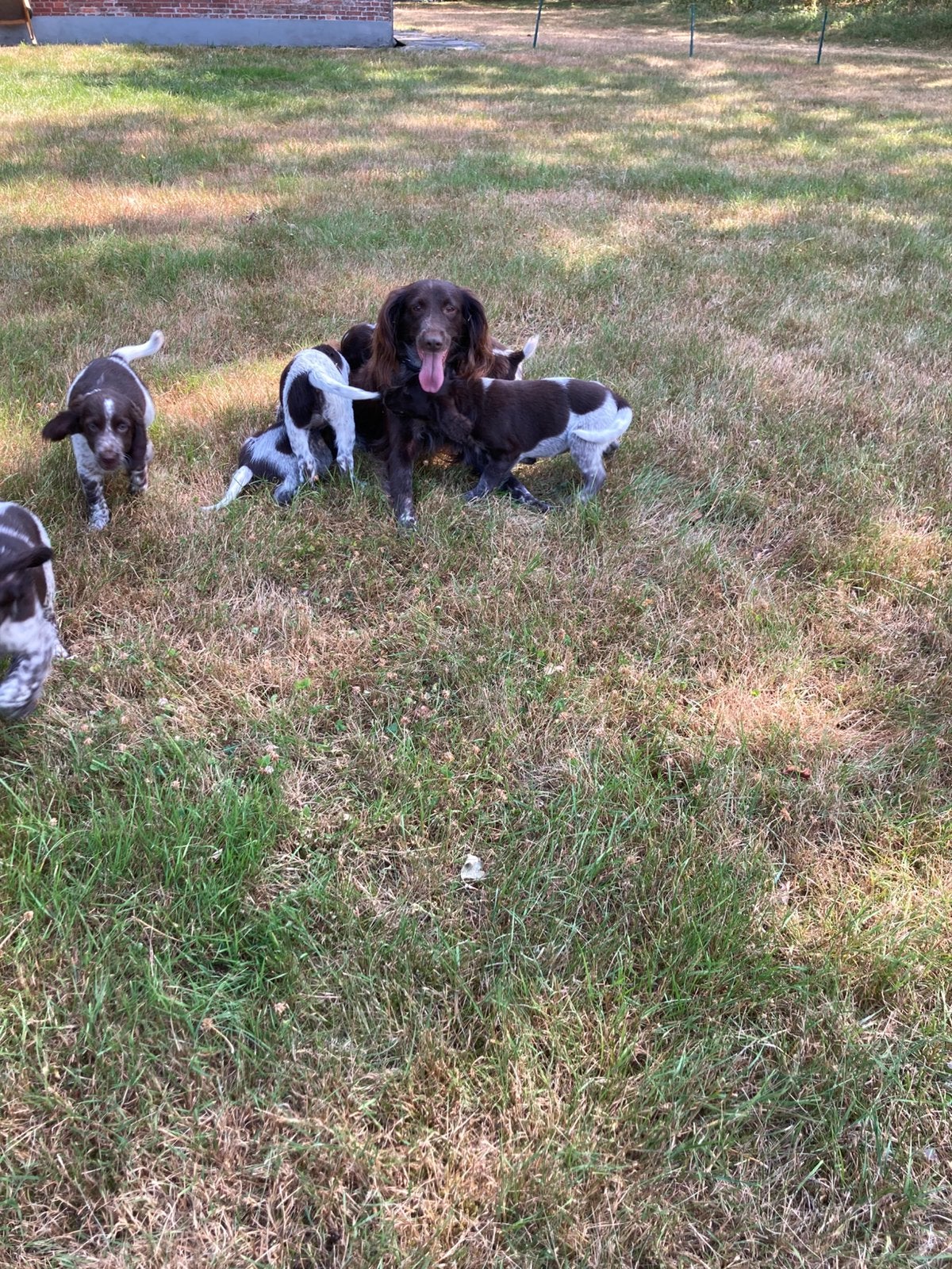 Prachtige heidewachtel kleinemunsterlander pups, Dieren en Toebehoren, 8 tot 15 weken, Meerdere, Meerdere dieren, Duitse Staande hond