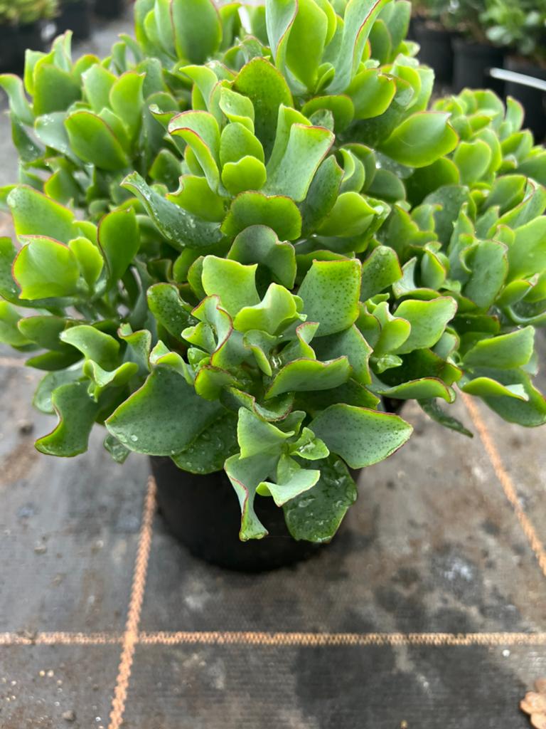 Crassula ovata undulata ripple “jade “, Ophalen of Verzenden, Overige soorten, Volle zon