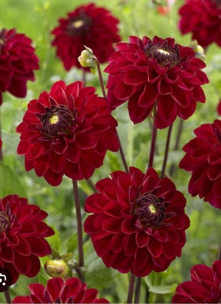 Grote Knollen Rode Dahlia's - Prachtige Tuinbloeiers, Ophalen of Verzenden, Voorjaar, Volle zon, Knol