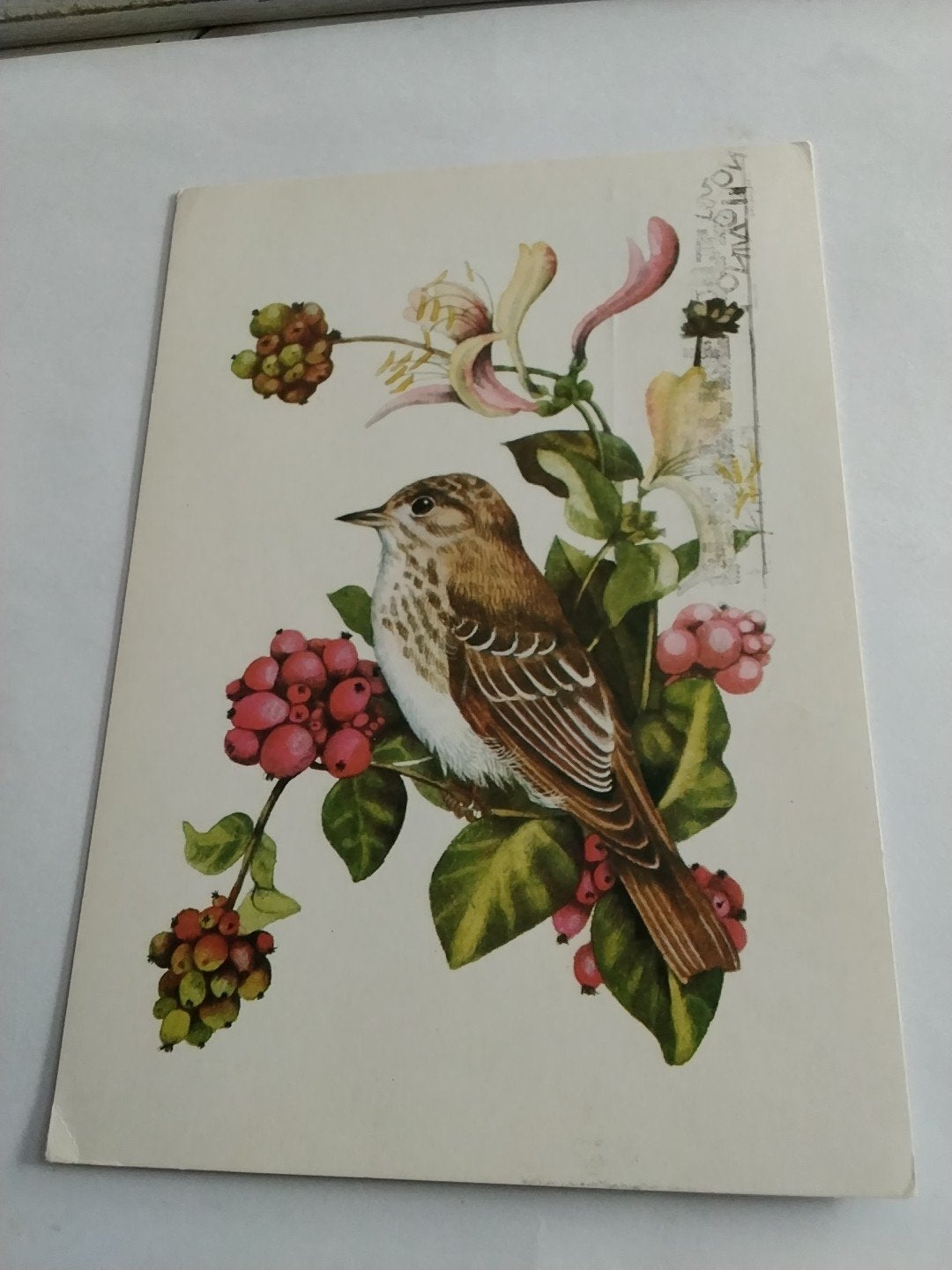 Vintage Ansichtkaart: De Grauwe Vliegenvanger, Ophalen of Verzenden