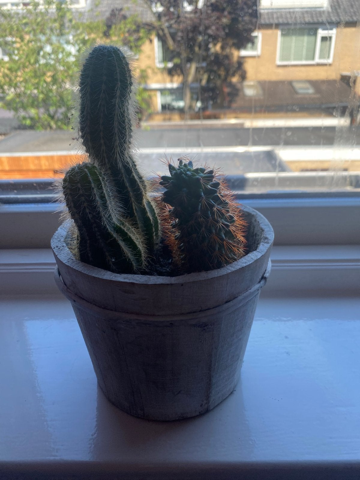 Cactus in pot - Makkelijk te onderhouden, Ophalen, Minder dan 100 cm, In pot, Cactus