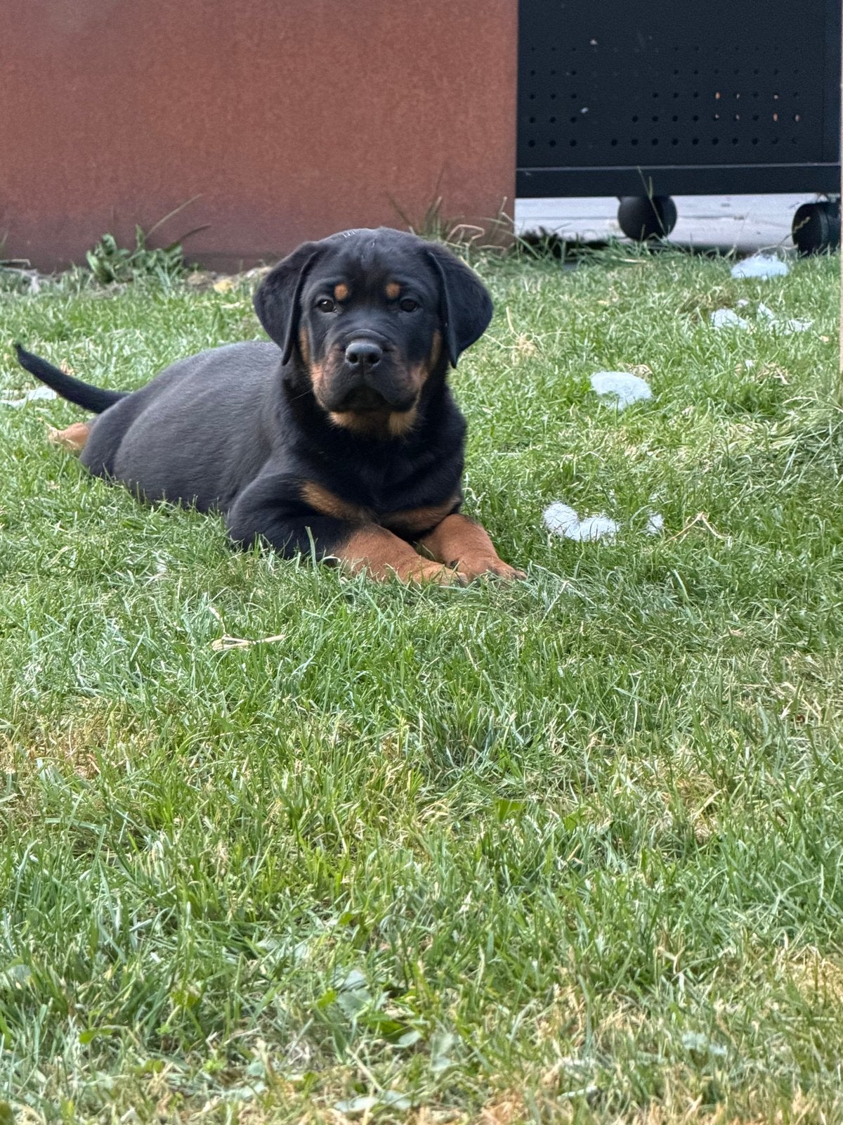 Super mooie en lieve rottweiler x cane corso pups!, 8 tot 15 weken, Meerdere, Meerdere dieren, Rottweiler