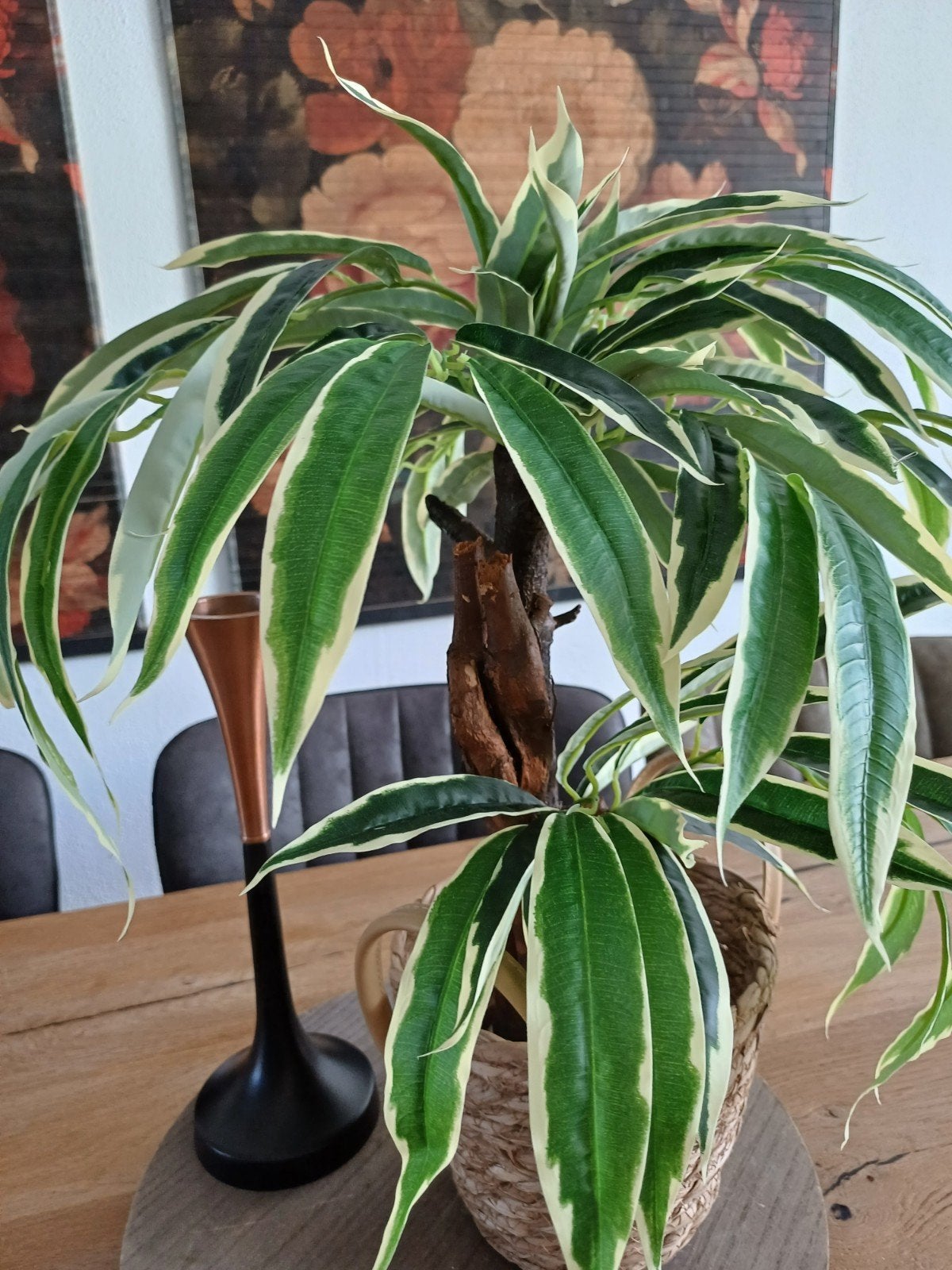 Ficus Kamerplant 45cm met Gevlochten Mand, Ophalen of Verzenden, Nieuw