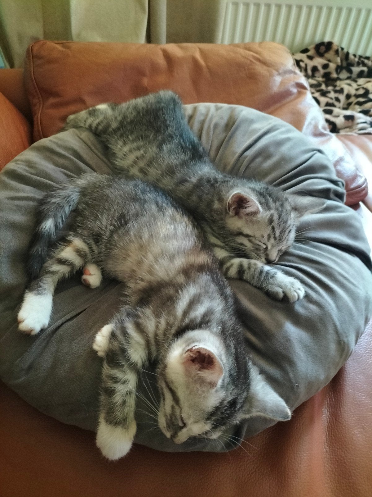 lieve Britse korthaar🩷🩵🐾🐾 x kittens, Meerdere dieren, Kortharig, 0 tot 2 jaar