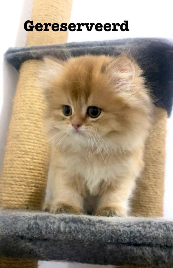 Britse langharige kittens, Meerdere dieren