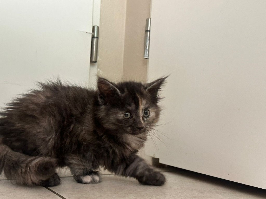 Maine Coon kittens, Dieren en Toebehoren, Katten en Kittens | Raskatten | Langhaar, Meerdere dieren, 0 tot 2 jaar