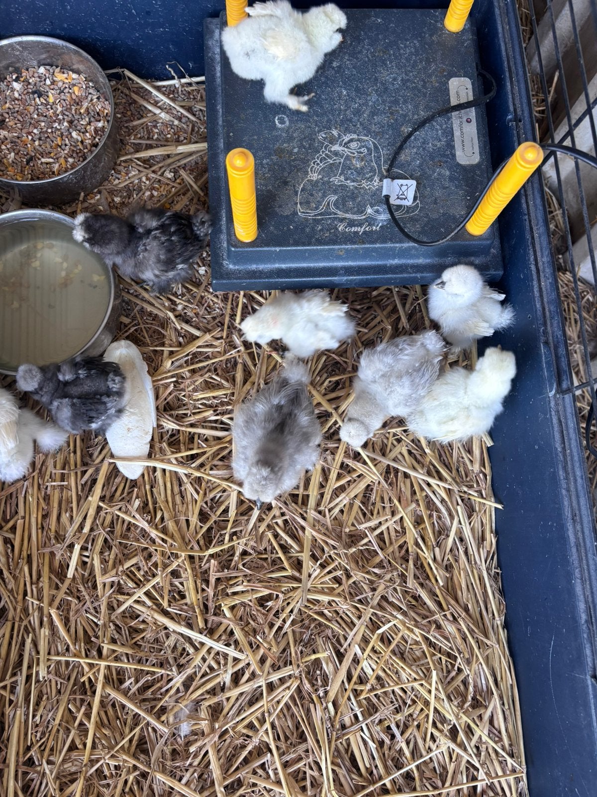 Div  zeidehoen kuikens te koop, Dieren en Toebehoren, Pluimvee, Meerdere dieren, Kip