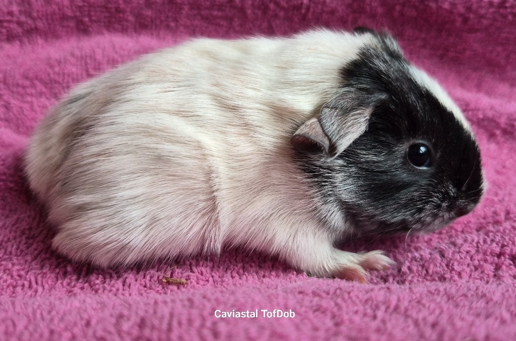 tweekleur dalmatiner ridgeback zeug, Dieren en Toebehoren, Juli, Vrouwelijk, Cavia